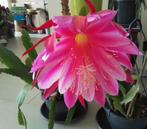 cactus - Epiphyllum megagrote purper / magenta kelkbloemen, Huis en Inrichting, Ophalen of Verzenden, Cactus, Volle zon, Minder dan 100 cm