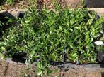 Vinca Minor / Kleine Maagdenpalm . krat van 28 stuks zijn ov, Tuin en Terras, Planten | Tuinplanten, Ophalen, Zomer, Vaste plant