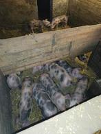 Pitrain big biggen varken varkens mest biggen vleesvarkens, Dieren en Toebehoren, Schapen, Geiten en Varkens, Meerdere dieren