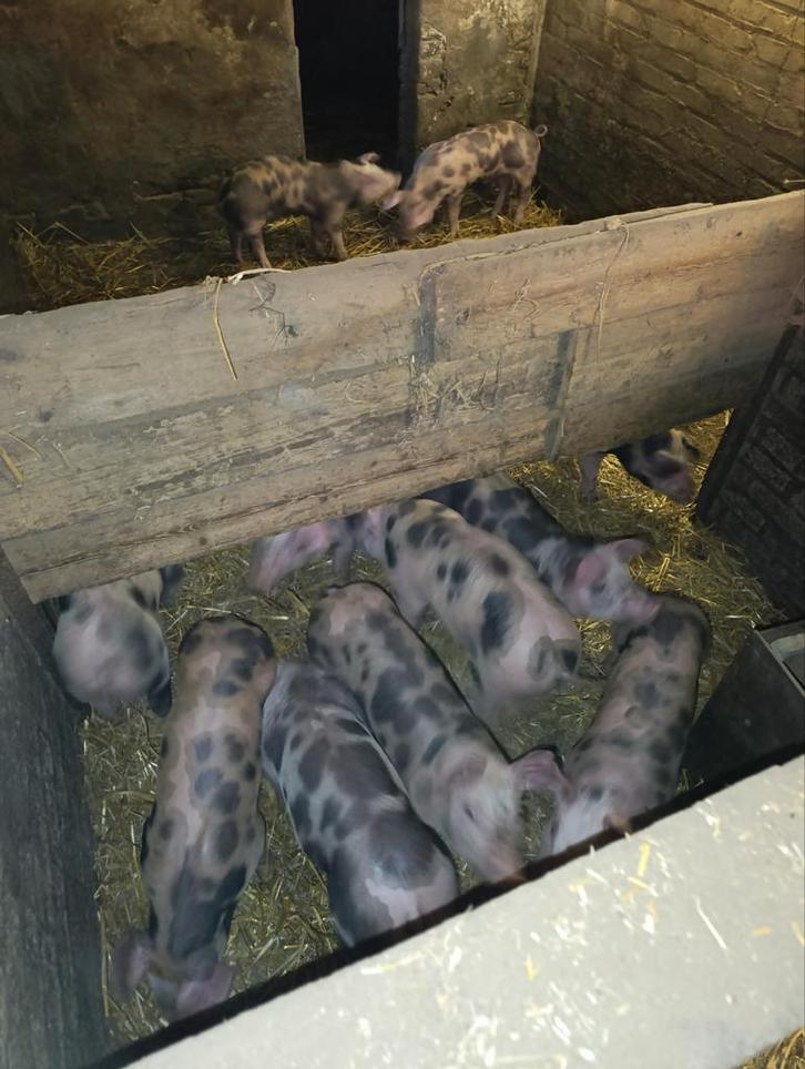 Pitrain big biggen varken varkens mest biggen vleesvarkens, Dieren en Toebehoren, Schapen, Geiten en Varkens, Varken, Meerdere dieren