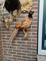 Collectie Opgezette Dieren, Ophalen