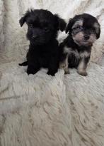 Chihuahua X Toypoedel pups te koop, Dieren en Toebehoren, Honden | Chihuahua's en Gezelschapshonden, Overige rassen, 8 tot 15 weken