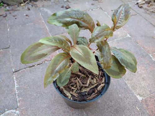 Persicaria Compton's form, Tuin en Terras, Planten | Tuinplanten, Vaste plant, Overige soorten, Halfschaduw, Ophalen