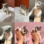 Kittens, Meerdere dieren, 0 tot 2 jaar