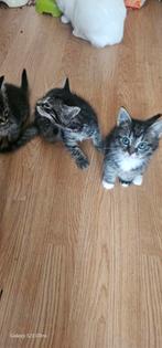 Mooie kittens, Dieren en Toebehoren