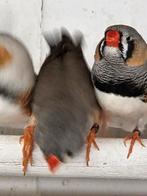 Grote zebravinken, Dieren en Toebehoren, Vogels | Overige Vogels, Meerdere dieren