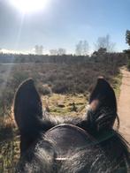 Pensionstalling Putten, Weidegang, 1 paard of pony