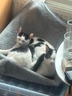 Kat te koop, Dieren en Toebehoren, Poes, Kortharig, 0 tot 2 jaar