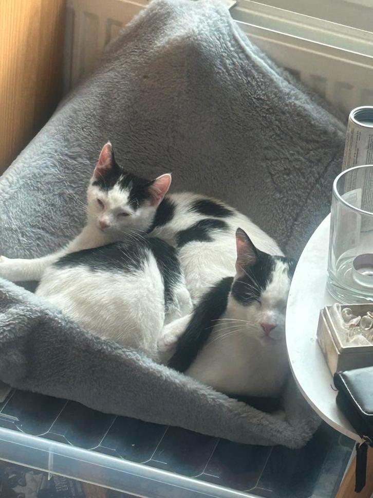 Kat te koop, Dieren en Toebehoren, Katten en Kittens | Overige Katten, Kortharig, Poes, 0 tot 2 jaar