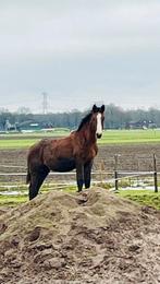 Jaarling hengst uit bewezen int. Springstam, Dieren en Toebehoren, Paarden, Springpaard, Minder dan 160 cm, Met stamboom, Niet van toepassing