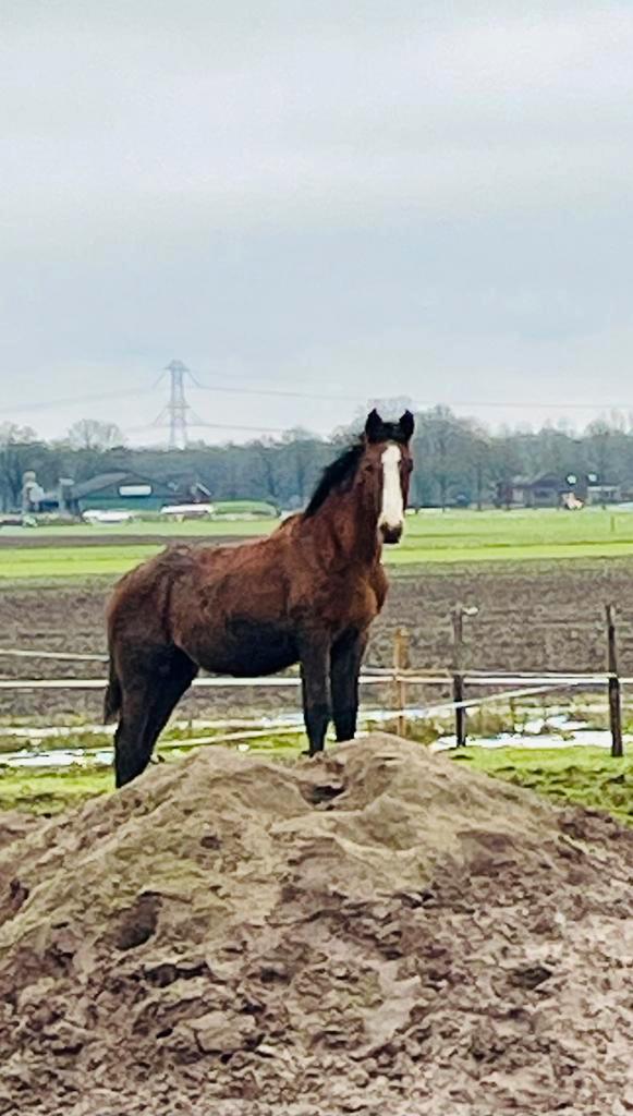 Jaarling hengst uit bewezen int. Springstam, Dieren en Toebehoren, Paarden, Hengst, Niet van toepassing, Minder dan 160 cm, 0 tot 2 jaar