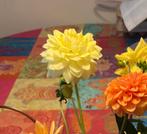 Dahlia 'Gloria van Heemstede' - Prachtige Knol, Tuin en Terras, Bloembollen en Zaden, Ophalen of Verzenden, Voorjaar, Volle zon