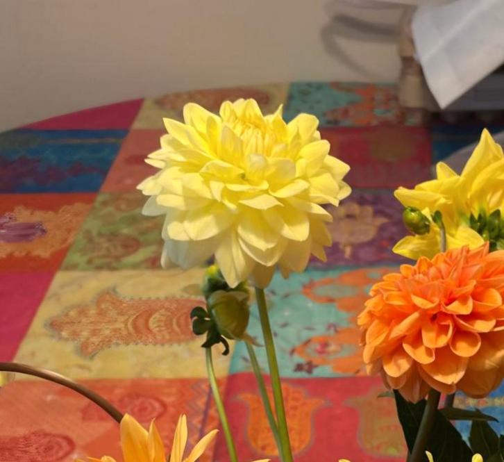 Dahlia 'Gloria van Heemstede' - Prachtige Knol, Tuin en Terras, Bloembollen en Zaden, Knol, Voorjaar, Volle zon, Ophalen of Verzenden