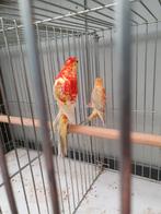 Roodruggen, Dieren en Toebehoren, Vogels | Parkieten en Papegaaien, Meerdere dieren, Parkiet