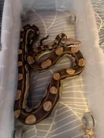 Boa motley het albino khal, Dieren en Toebehoren, Reptielen en Amfibieën, Slang, 7 tot 10 jaar