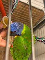 Lori papagaai 2025 poppje-praat mooie woorden!-Handtam., Dieren en Toebehoren, Vogels | Overige Vogels, Mannelijk