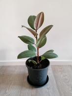 Gezonde kamerplant, ficus elastica, rubberplant, Huis en Inrichting, Kamerplanten, Ophalen, Ficus, Halfschaduw, In pot