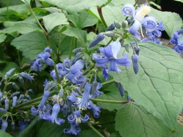 Struik Clematis Heracleifolia 'Cote d'Azur'- licht blauw beschikbaar voor biedingen