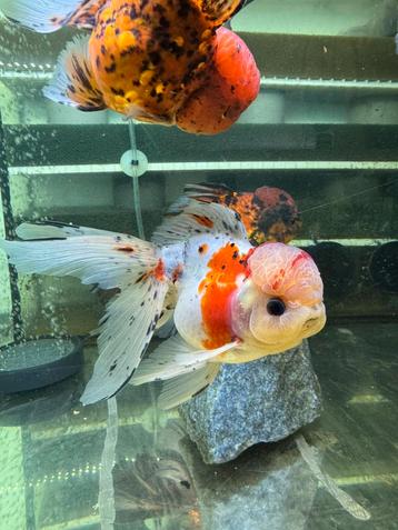 Fancy Goldfish Oranda HQ beschikbaar voor biedingen