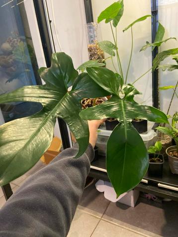 Philodendron Florida Stek beschikbaar voor biedingen
