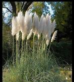 Pampus pluimen te koop 10 voor 5€, Ophalen of Verzenden, Zo goed als nieuw