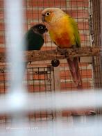 Pyrrhura molinae split suncheek, Vrouwelijk, Parkiet, Geringd