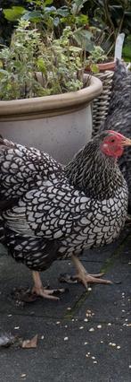 Wyandotte kriel hen, Dieren en Toebehoren, Pluimvee