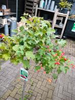 VIBURNUM OP STAM, Ophalen, Volle zon, Overige soorten