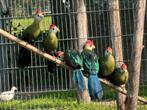 Roodkuif toerako - Tauraco erythrolophus, Dieren en Toebehoren, Meerdere dieren, Tropenvogel, Geringd