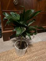 Kleine palm in terracotta pot, Ophalen, Palm, Halfschaduw, In pot