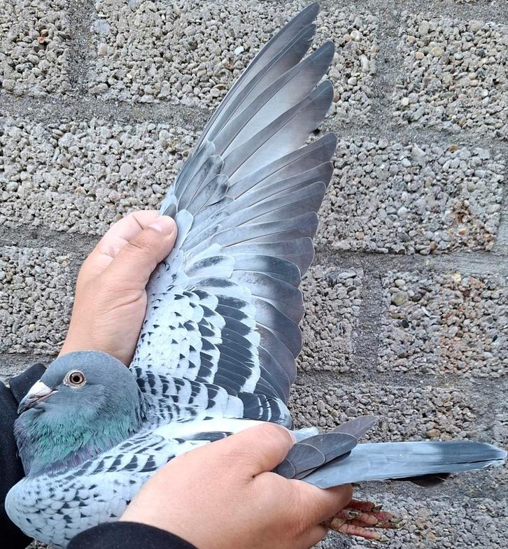 Postduif J.E.D. Karsten kweek duivin., Dieren en Toebehoren, Vogels | Duiven