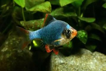 4 stuks groene Tiger Barb (Puntigrus tetrazona) beschikbaar voor biedingen