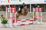 Prachtige allround pony te koop, Dieren en Toebehoren, Pony's, B, C pony (1.27m tot 1.37m), 11 jaar of ouder, Merrie