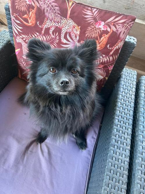 Pomchi zoekt goed te huis, Dieren en Toebehoren, Honden | Chihuahua's en Gezelschapshonden, Teef, Chihuahua, Particulier, Eén hond
