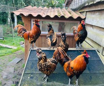Mooie Brabanter Hanen/ jonge haan beschikbaar voor biedingen