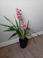 Enorme orchidee 1meter incl keramieken pot evt te bezorgen*, Ophalen, Overige soorten, Halfschaduw, In pot