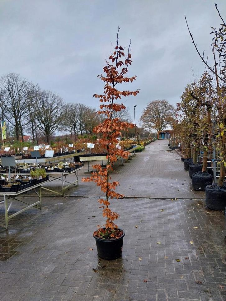 Rode Beuk - 250 cm hoog, Tuin en Terras, Planten | Bomen, Overige soorten, 250 tot 400 cm, Volle zon, Bloeit niet, In pot, Ophalen