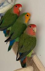 4 x Agapornis roseicollie dwergpapegaai langbevederd, Dieren en Toebehoren, Vogels | Parkieten en Papegaaien, Mannelijk, Parkiet