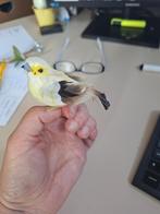 vogeltje, Ophalen of Verzenden, Zo goed als nieuw