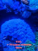 Caulastrea blauw koraal, Dieren en Toebehoren, Vissen | Aquariumvissen, Overige typen