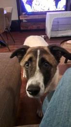 LIEVE RUSTIGE JONGE REU BORIS ZOEKT ZIJN MENS (AL IN NL), Particulier, Reu, 1 tot 2 jaar, Buitenland