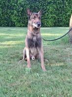 Mechelse herder, Reu, Eén hond, 3 tot 5 jaar, Herder