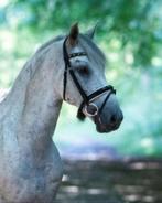 Knappe Spanjaard, Dieren en Toebehoren, Pony's, E pony (1.48m - 1.57m), Ruin, Dressuurpony, L