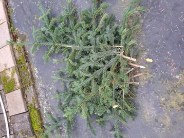 Kerstgroen beschikbaar voor biedingen