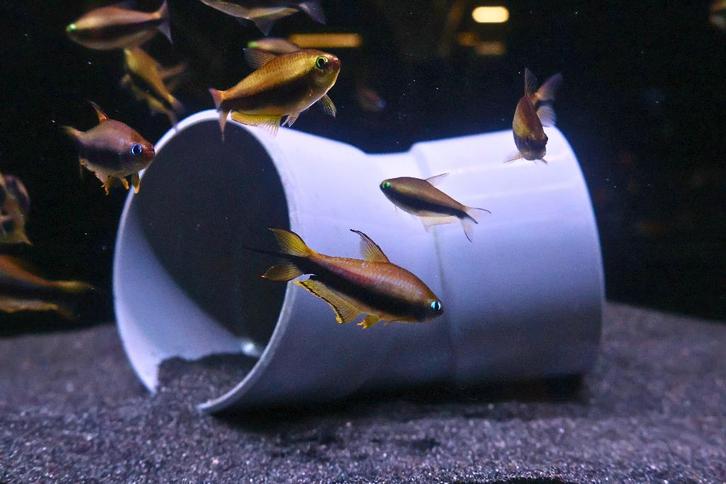 Keizer Tetra, Dieren en Toebehoren, Vissen | Aquariumvissen, Zoetwatervis, Vis