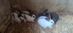Lieve jonge konijnen, Meerdere dieren