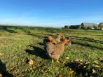 Jonge tamme Wyandotte kriel kippen gesekst & ingeënt, Dieren en Toebehoren, Pluimvee, Vrouwelijk, Kip