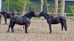 Lieve zwarte ruin, Dieren en Toebehoren, Pony's, Ruin, 3 tot 6 jaar, Ontwormd, Onbeleerd
