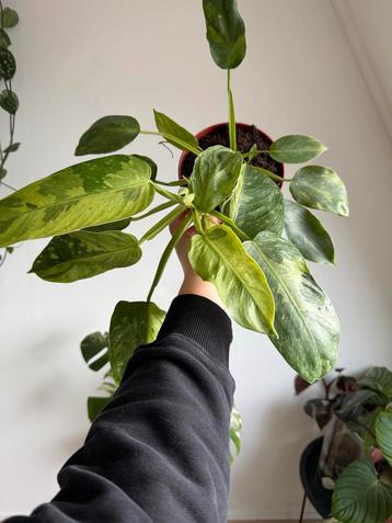 Philodendron Jose Buono, great variegation beschikbaar voor biedingen