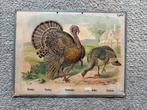 Schoolplaat: Kalkoen (circa 1880), Antiek en Kunst, Ophalen of Verzenden, Natuur en Biologie